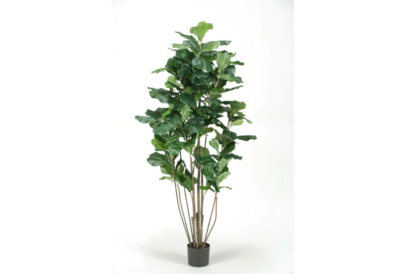 5' Potted Fiddle Tree - 360