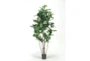 5' Potted Fiddle Tree - Signature