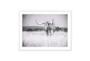 60X40 Texas Longhorn Cattle With White  Frame - Signature