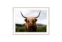 40X30 Highland Cow II By Michael Schauer With Natural Frame - Signature