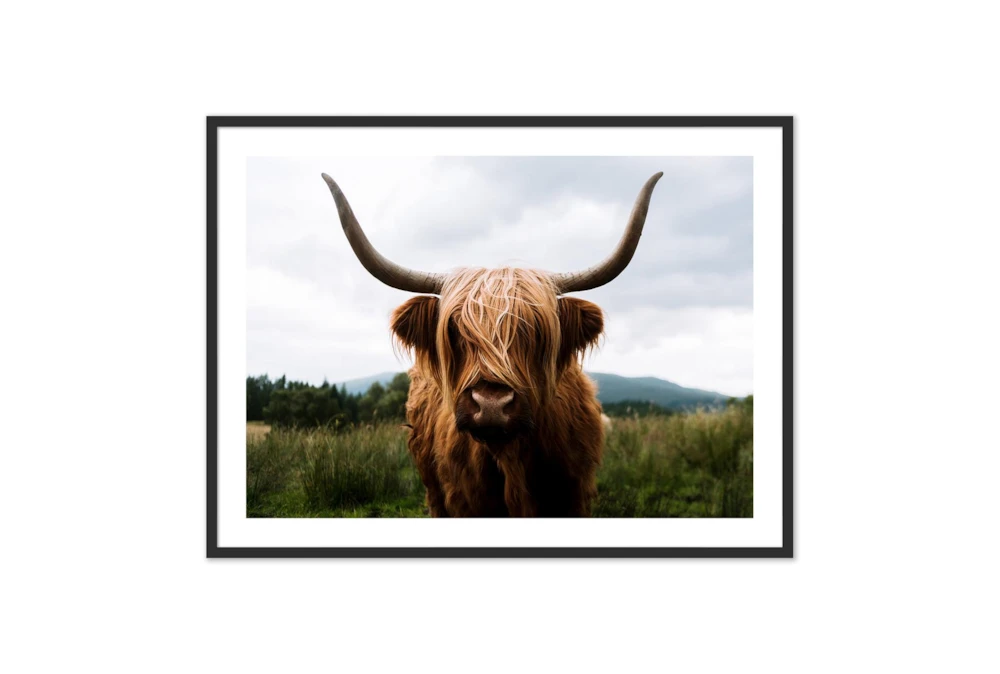 60X40 Highland Cow II By Michael Schauer With Black Frame