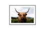 60X40 Highland Cow II By Michael Schauer With Black Frame - Signature