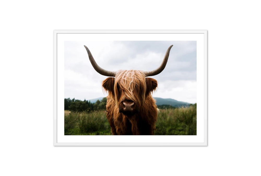 60X40 Highland Cow II By Michael Schauer With White Frame