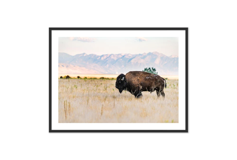 40X30 Male Bull Wild Bison With Black Frame