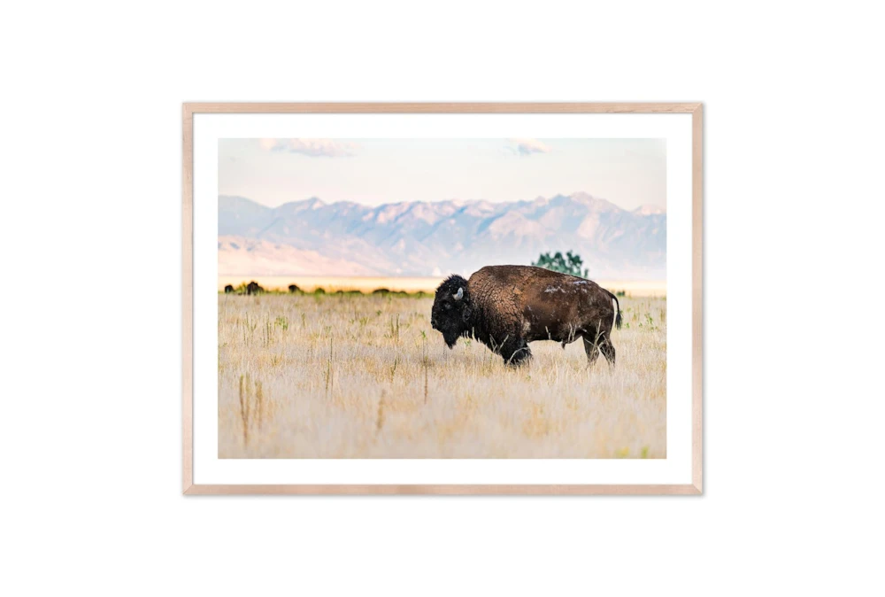 60X40 Male Bull Wild Bison With Natural Frame