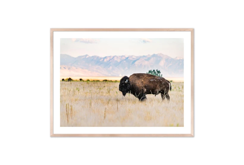 60X40 Male Bull Wild Bison With Natural Frame - 360