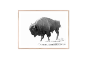 40X30 Sideview Of A Lone Male Bison With Natural Frame