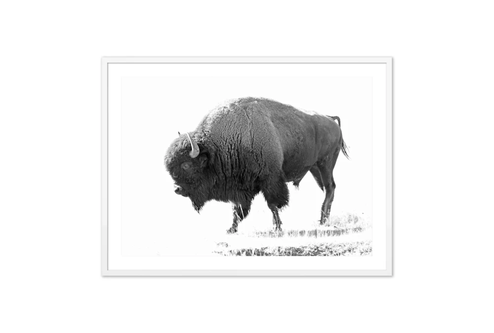 60X40 Sideview Of A Lone Male Bison With White  Frame