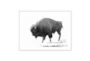 60X40 Sideview Of A Lone Male Bison With White  Frame - Signature