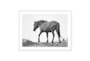 60X40 Wild Horse Grulla Gray With White  Frame - Signature