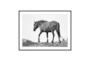 60X40 Wild Horse Grulla Gray With Black Frame - Signature