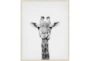 42X52 Giraffe With Birch Frame - Signature