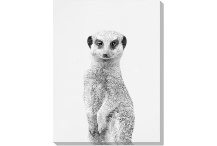 30X40 Silly Meerkat With Gallery Wrap Canvas - 360