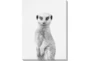 30X40 Silly Meerkat With Gallery Wrap Canvas - Signature