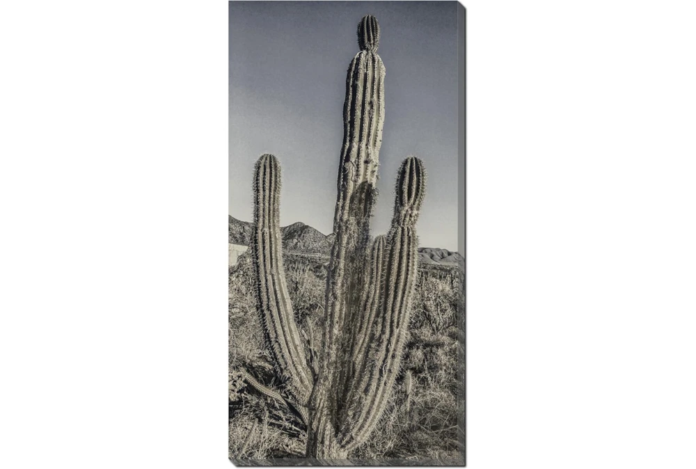 20X40 Lone Cactus With Gallery Wrap Canvas