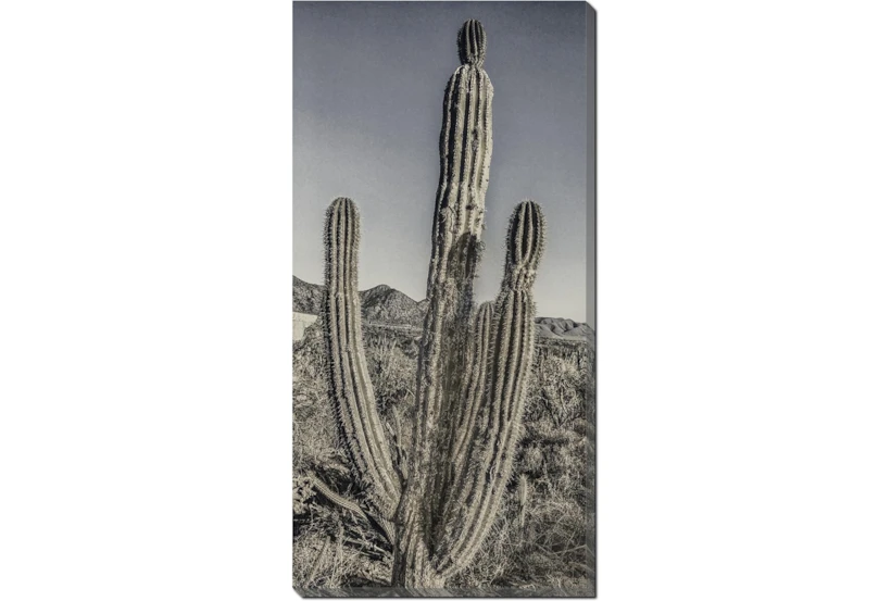 20X40 Lone Cactus With Gallery Wrap Canvas - 360