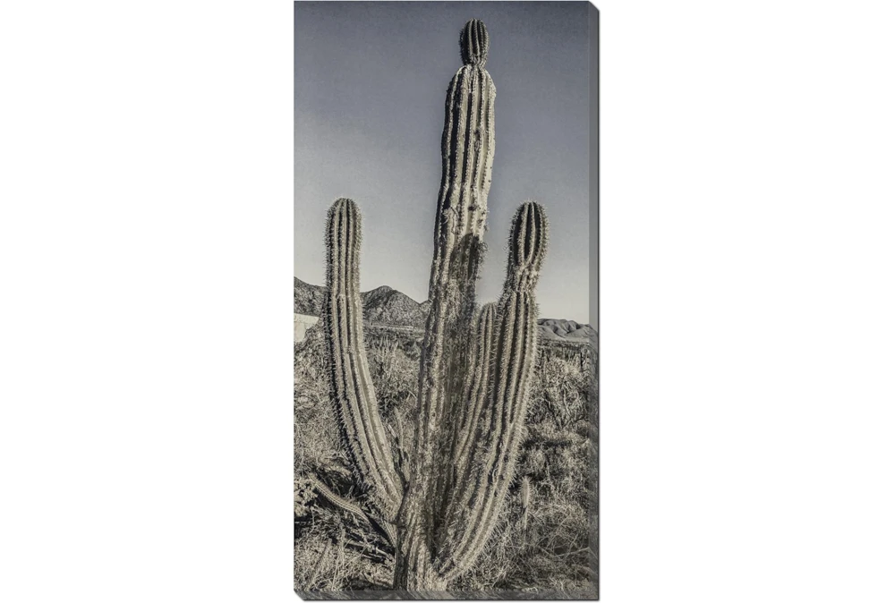 24X48 Lone Cactus With Gallery Wrap Canvas