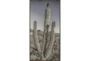 26X50 Lone Cactus With Espresso Frame - Signature