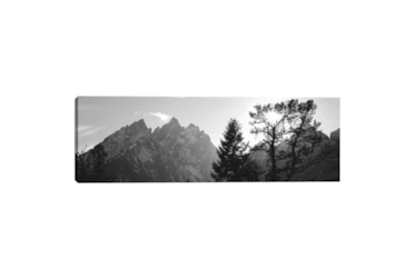 48X16 Pine Trees At Grand Teton National Park Gallery Wrap By Drew & Jonathan For Living Spaces