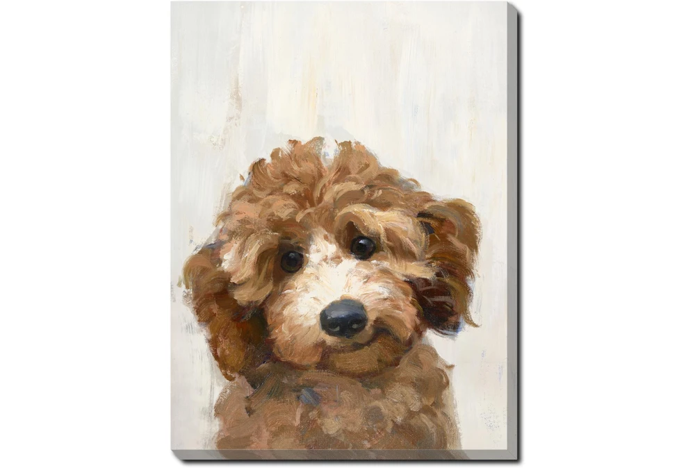 30X40 Golden Doodle With Gallery Wrap