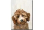 30X40 Golden Doodle With Gallery Wrap - Signature