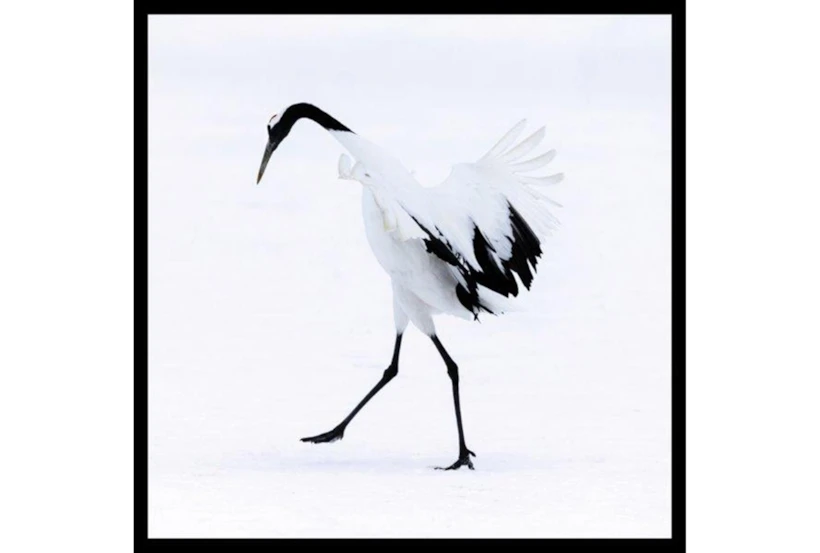 26X26 Graceful Egret I With Black Frame - 360