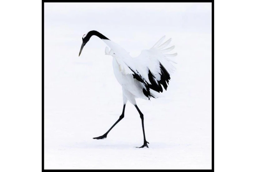 47X47 Graceful Egret I With Black Frame - 360