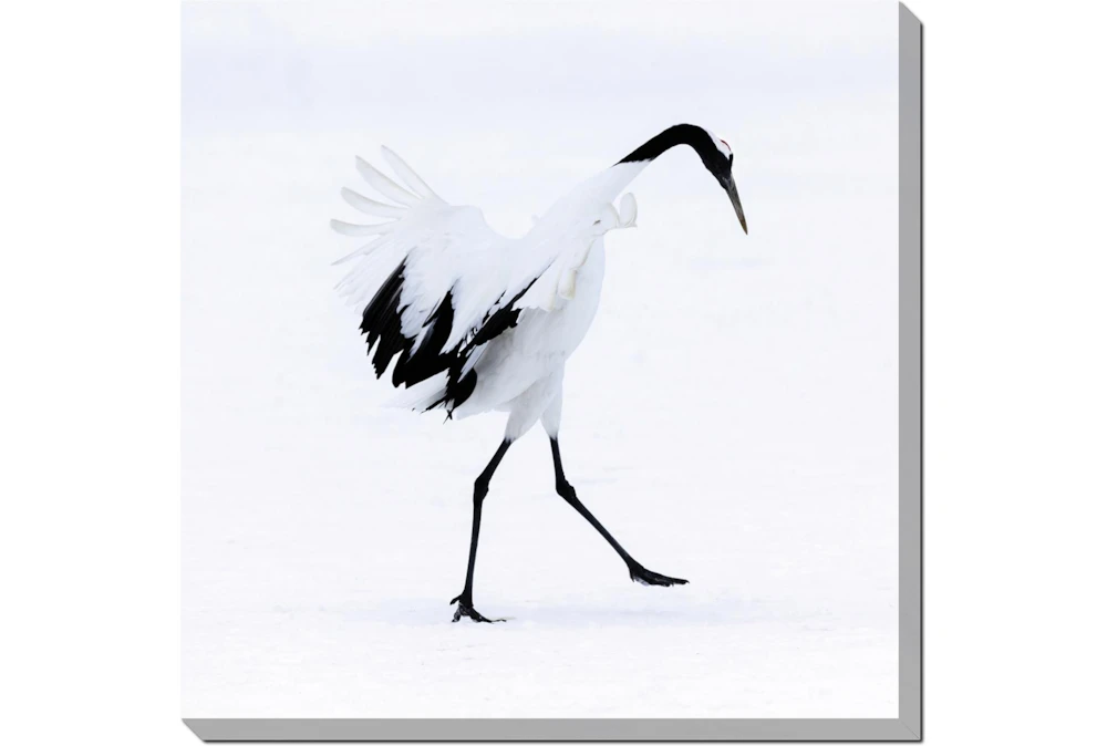 36X36 Graceful Egret I With Gallery Wrap