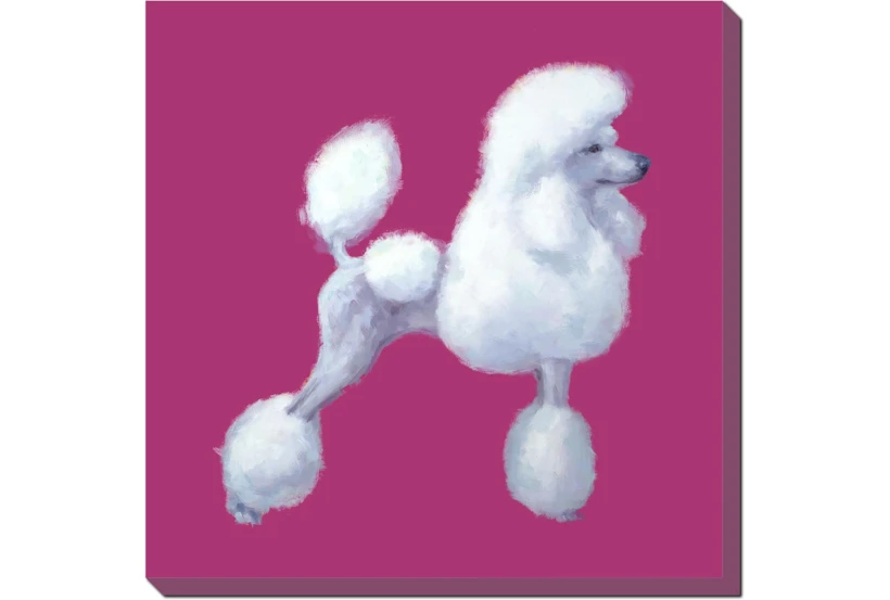 36X36 White Poodle With Gallery Wrap - 360