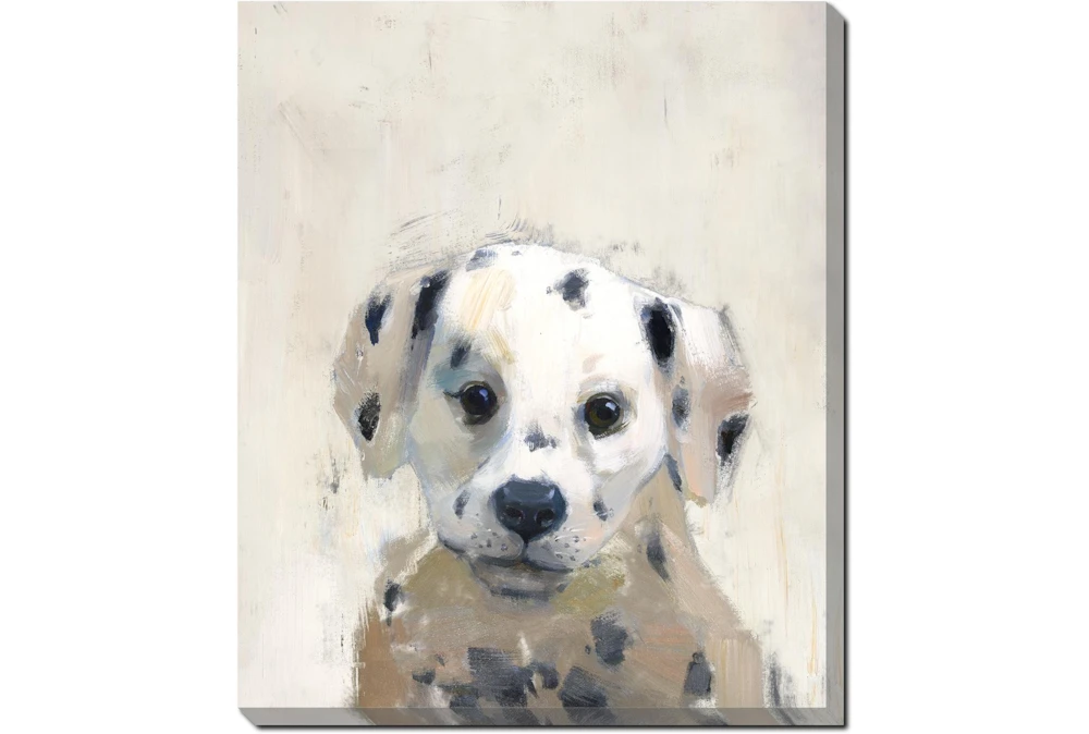20X24 Dalmation With Gallery Wrap