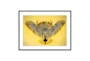 40X30 Sundancer Yellow By Boyd Elder With Black Frame - Signature
